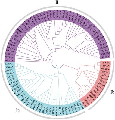 Silencing of GhKEA4 and GhKEA12 Revealed Their Potential Functions Under Salt and Potassium Stresses in Upland Cotton